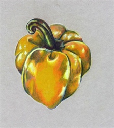Pepper
(Prismacolor Pencil)